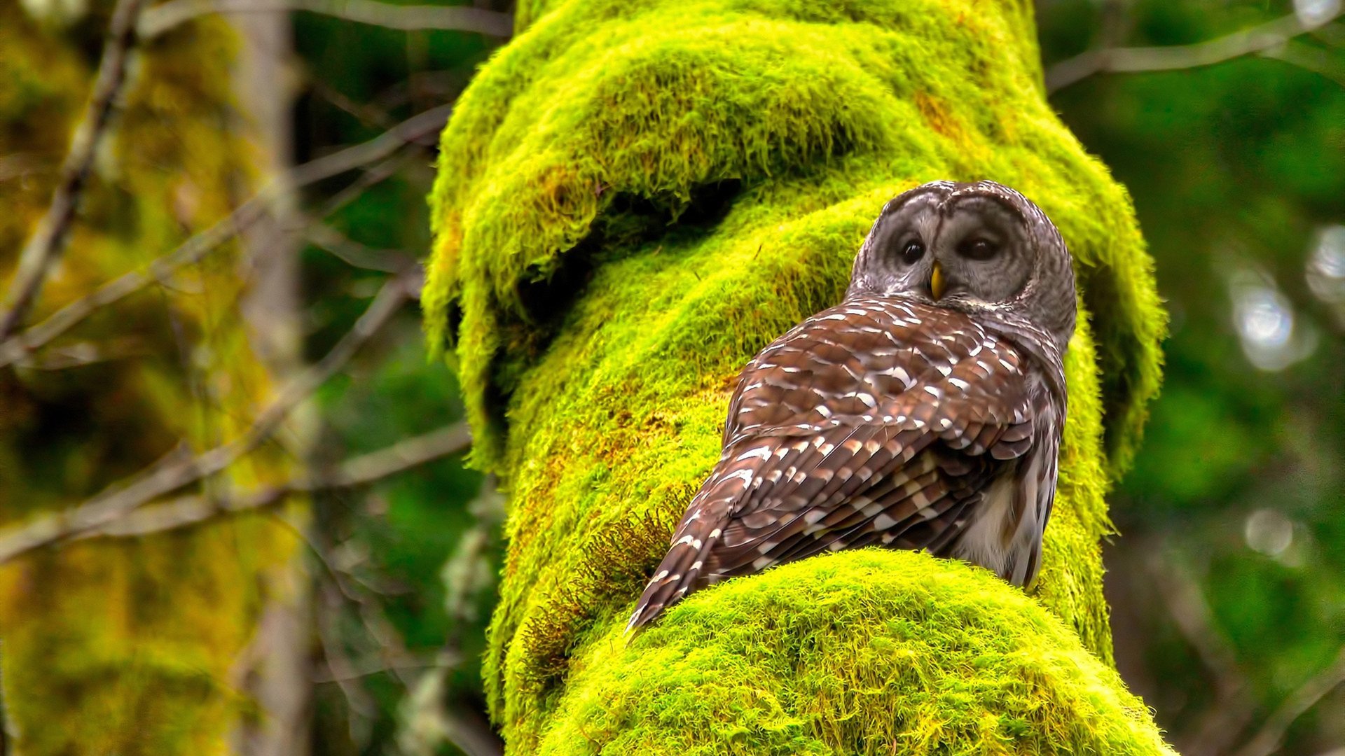 开云-洪都拉斯踏平比利亚雷亚尔，格纳布里再证大场面先生本色