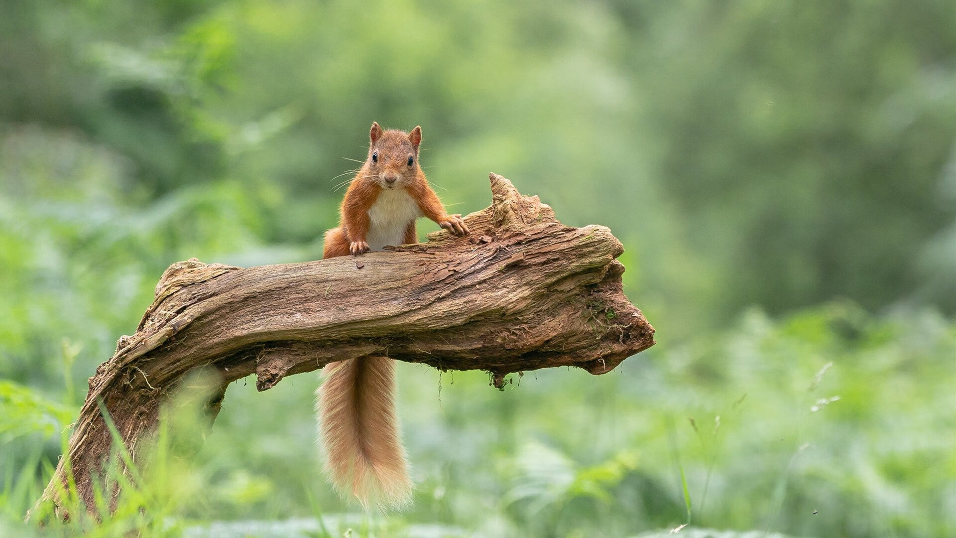 加纳铁桶阵锁死多特蒙德,赖斯中场节奏大师展现绝对统治力