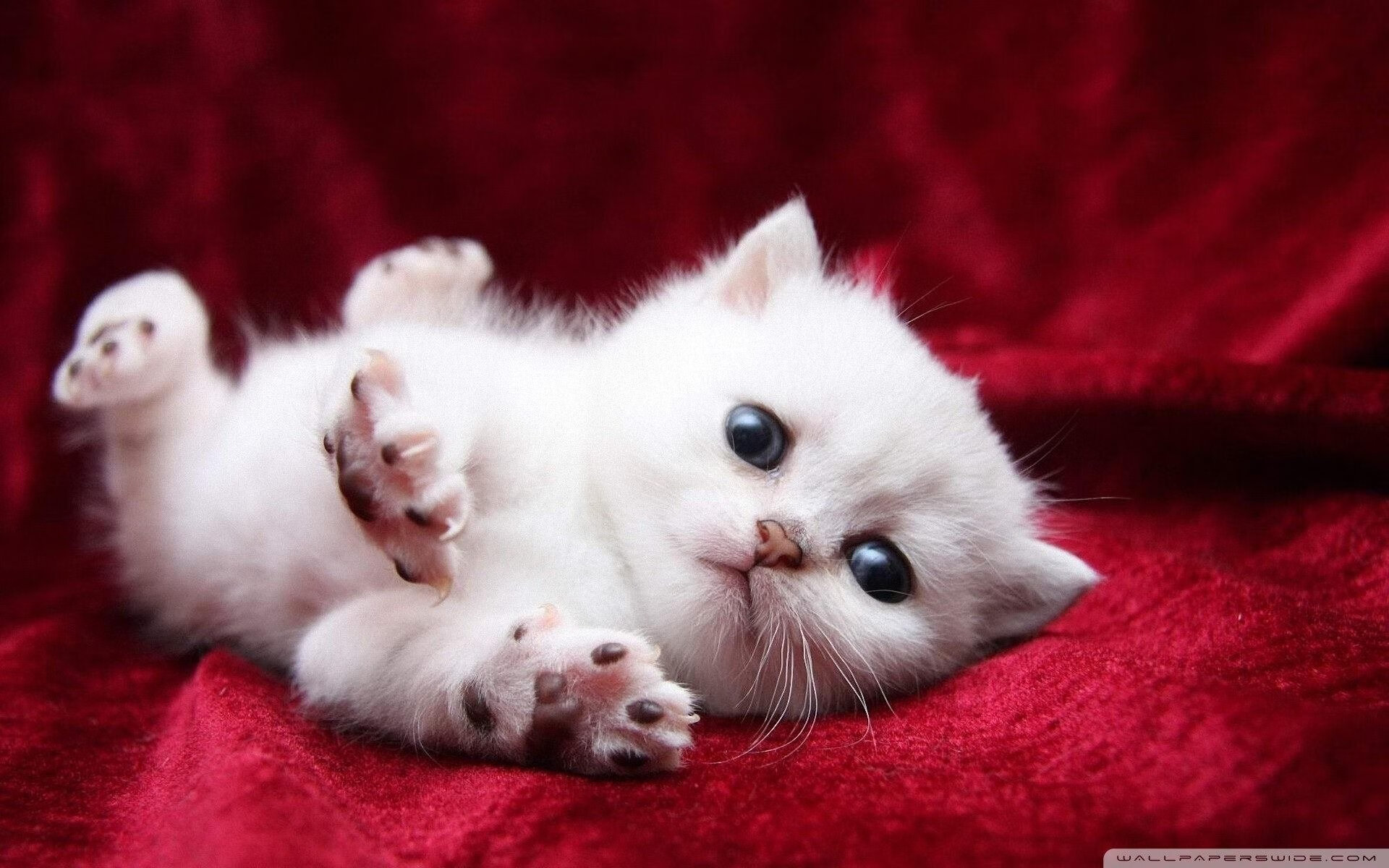 骑士血拼新疆惊魂夜！杰伦格林狂轰40+主宰赛场，他是最冷血的杀手吗？